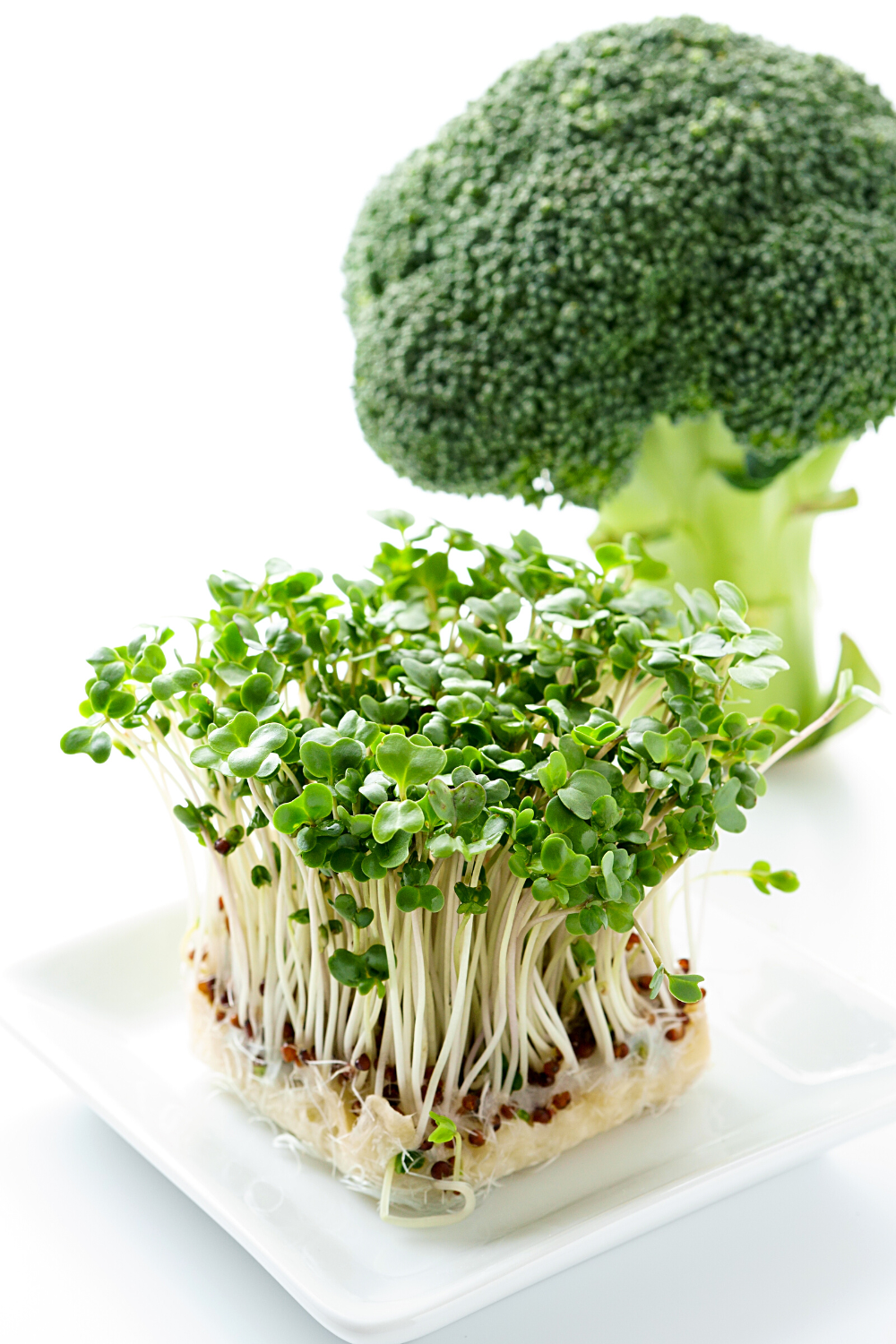 Broccoli Vs Broccoli Sprouts Which Is Healthier 