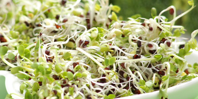 broccoli vs broccoli sprouts