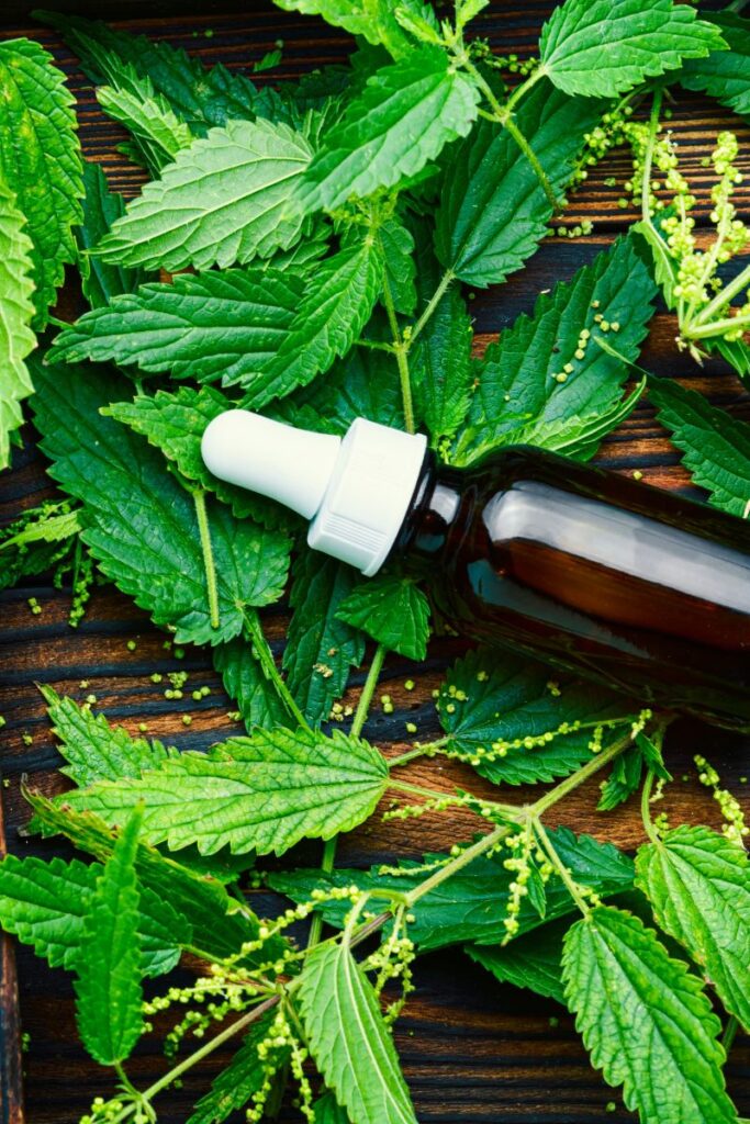 The Benefits of Stinging Nettle for Allergies