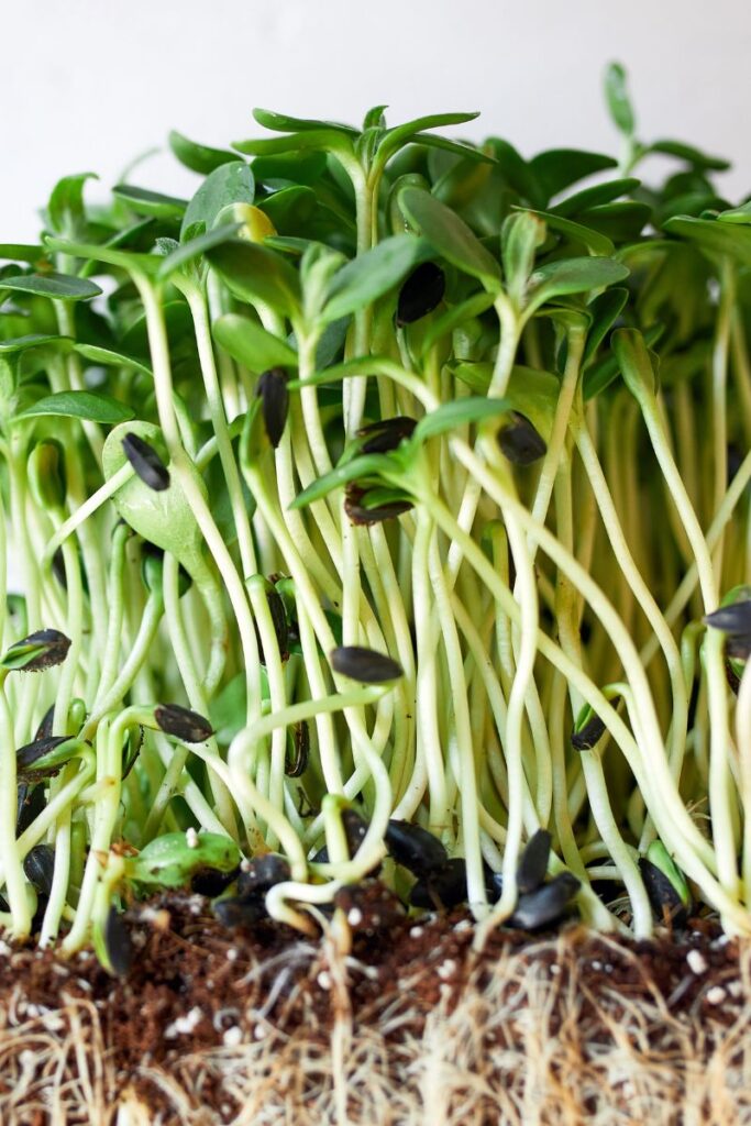health benefits of sunflower sprouts