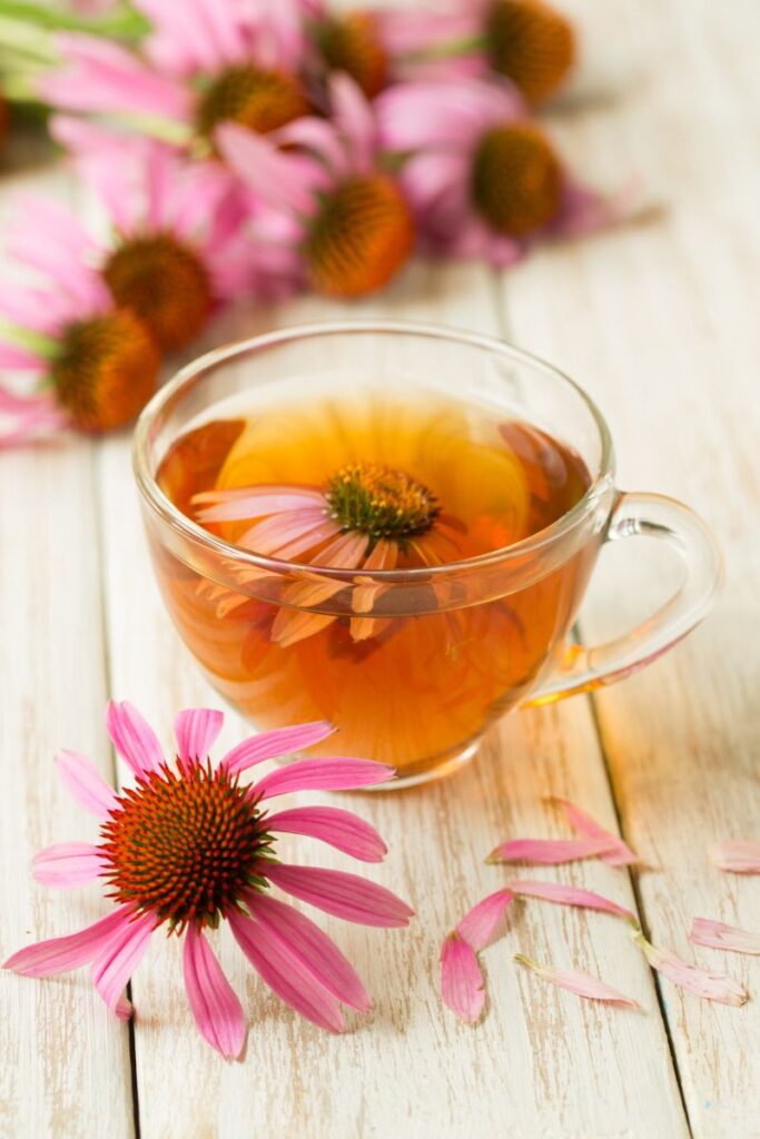 echinacea tea - herbal remedy for cold sore treatment
