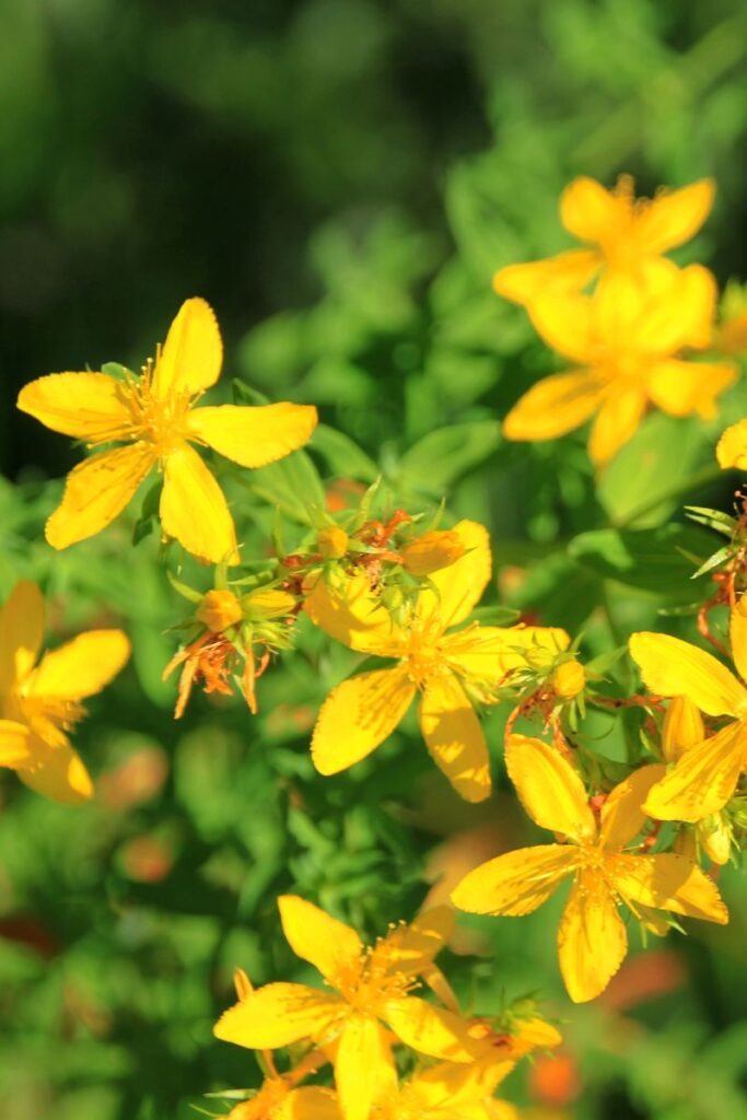 st john's wort - herbal remedy for cold sore treatment