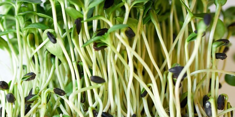 Health benefits of sunflower sprouts