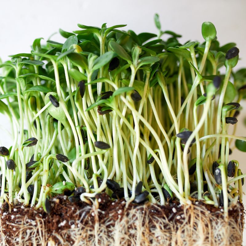 Health benefits of sunflower sprouts