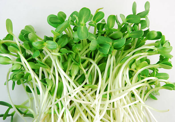 health benefits of sunflower sprouts