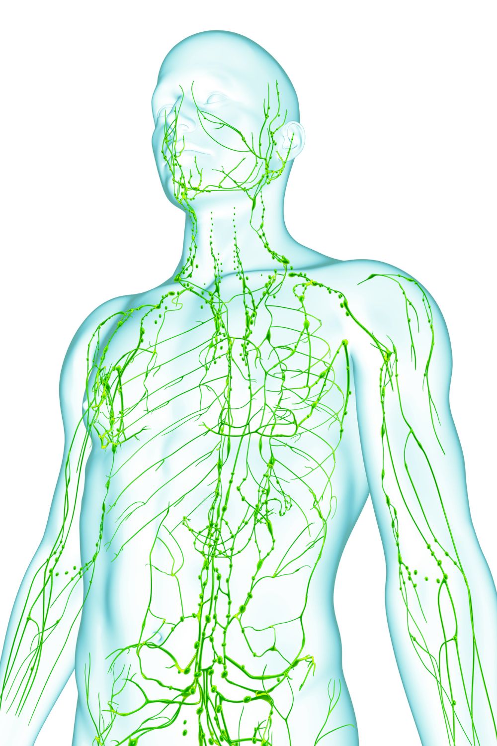 Best Herbs For Lymphatic Drainage (Detox The Lymph)