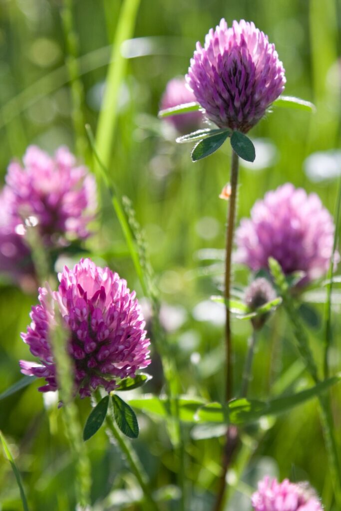 red clover for lymphatic drainage