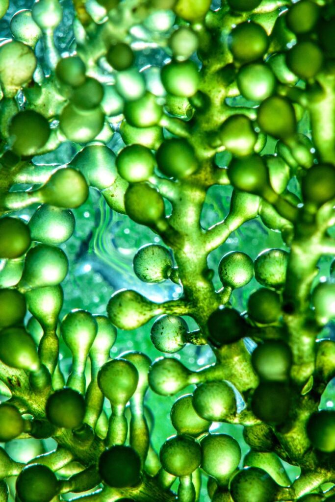 algae up close