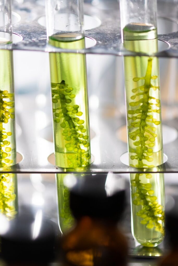 best algae supplements blog post