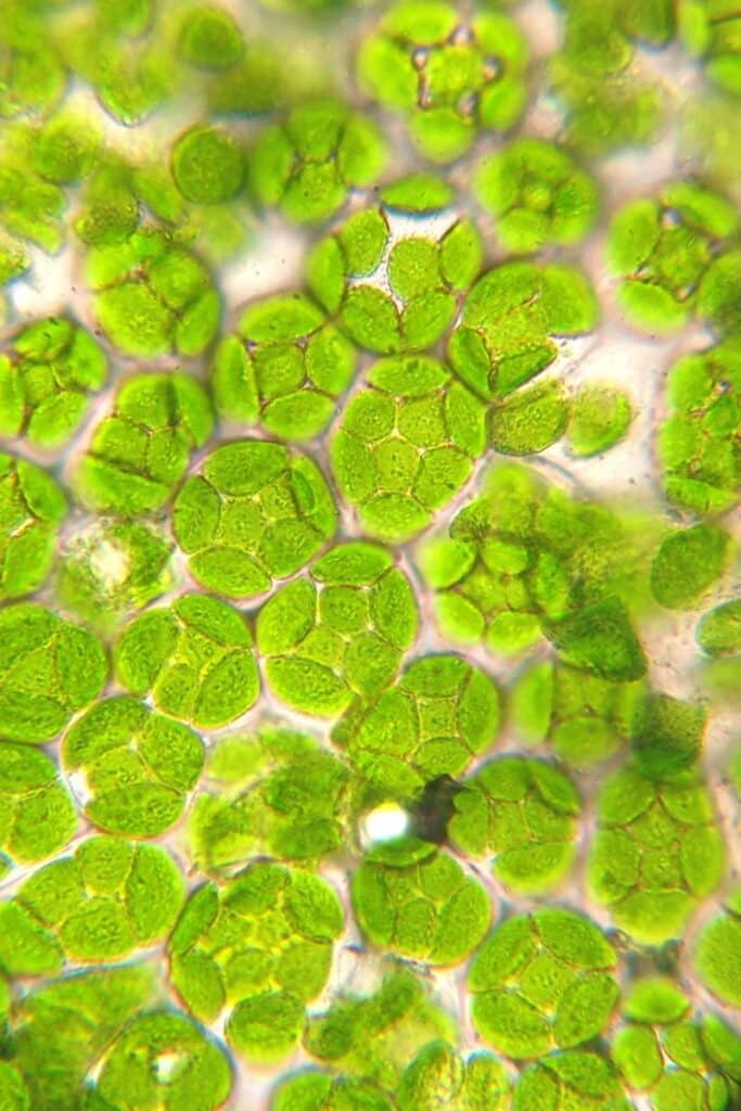 close up of chlorophyll