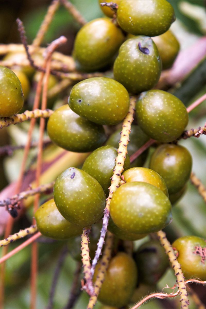 What Does Saw Palmetto Do For A Woman?