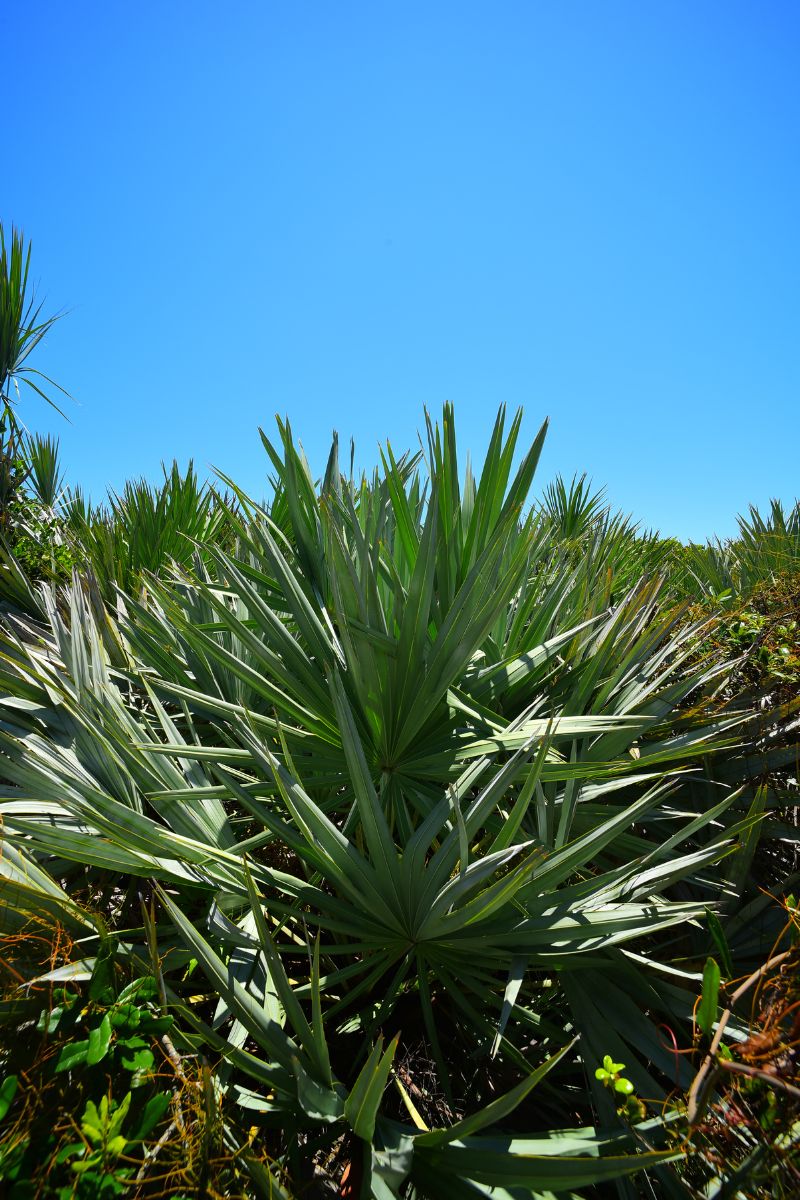 What Does Saw Palmetto Do For A Woman?