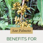 what does saw palmetto do for a woman