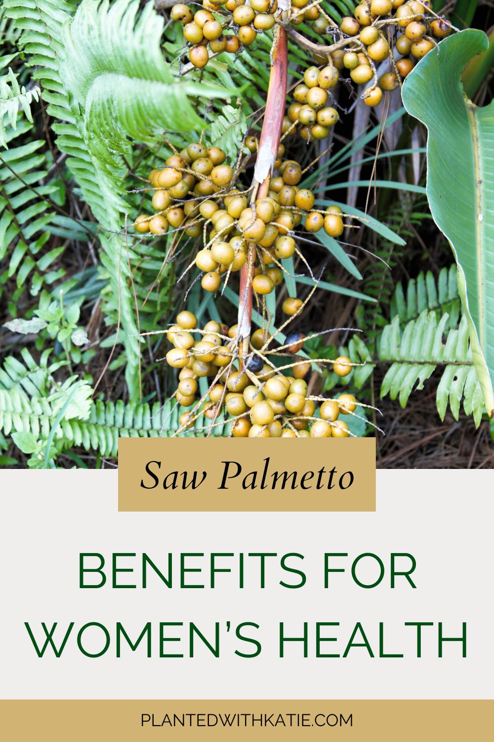 Does Saw Palmetto Increase Blood Pressure What Does Saw Palmetto Do For A Woman?