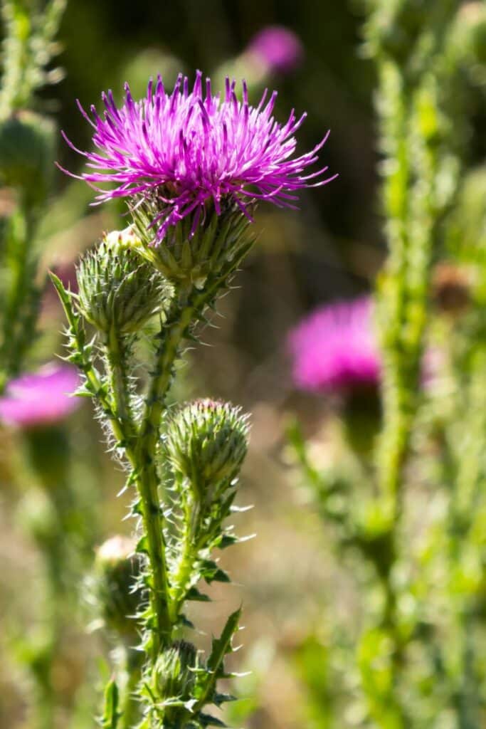 Milk Thistle To Support the Liver