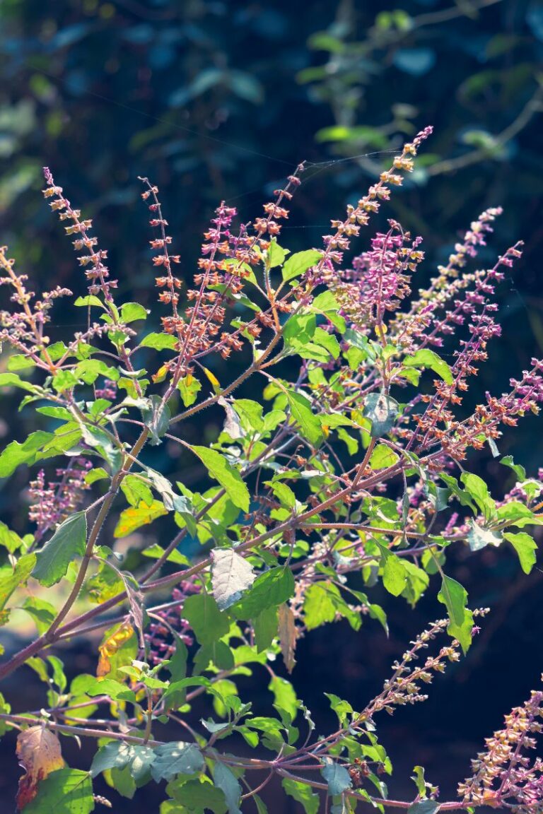 Cortisol-reducing plants