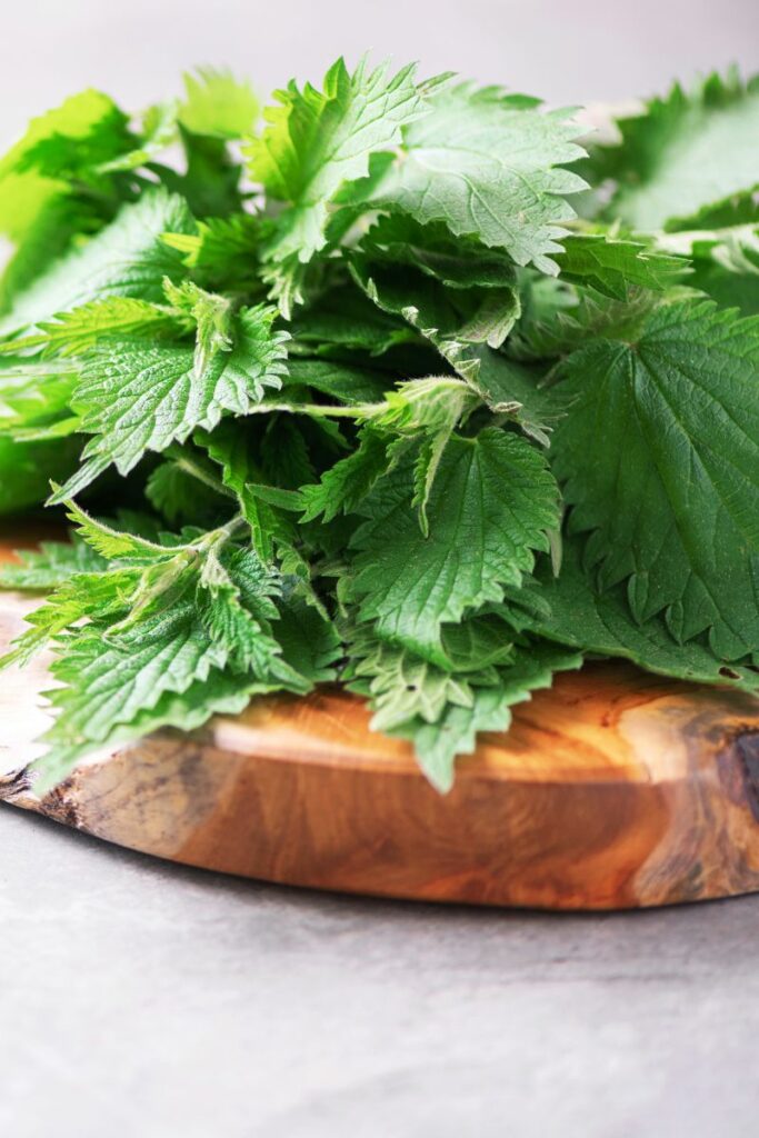 Recommendations for Sourcing High-Quality Nettle Leaves