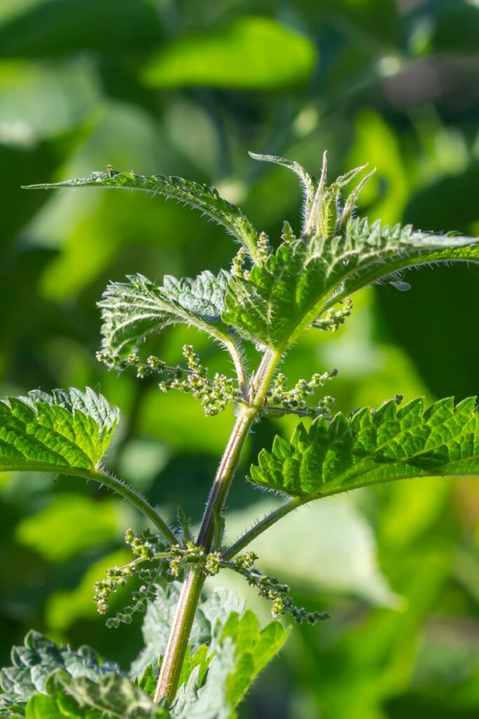 Possible Side Effects of Nettle Tea During Pregnancy