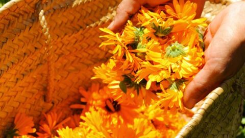 Health Benefits of Calendula