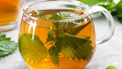 is nettle tea safe during pregnancy