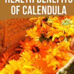 Health Benefits of Calendula