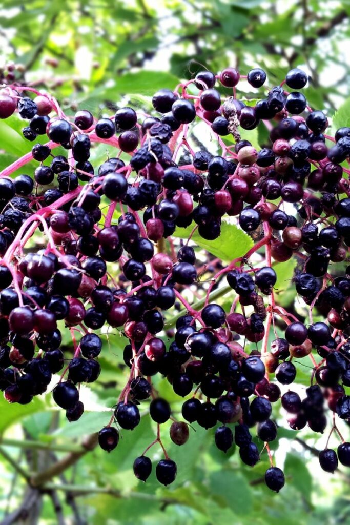 elderberries on vine