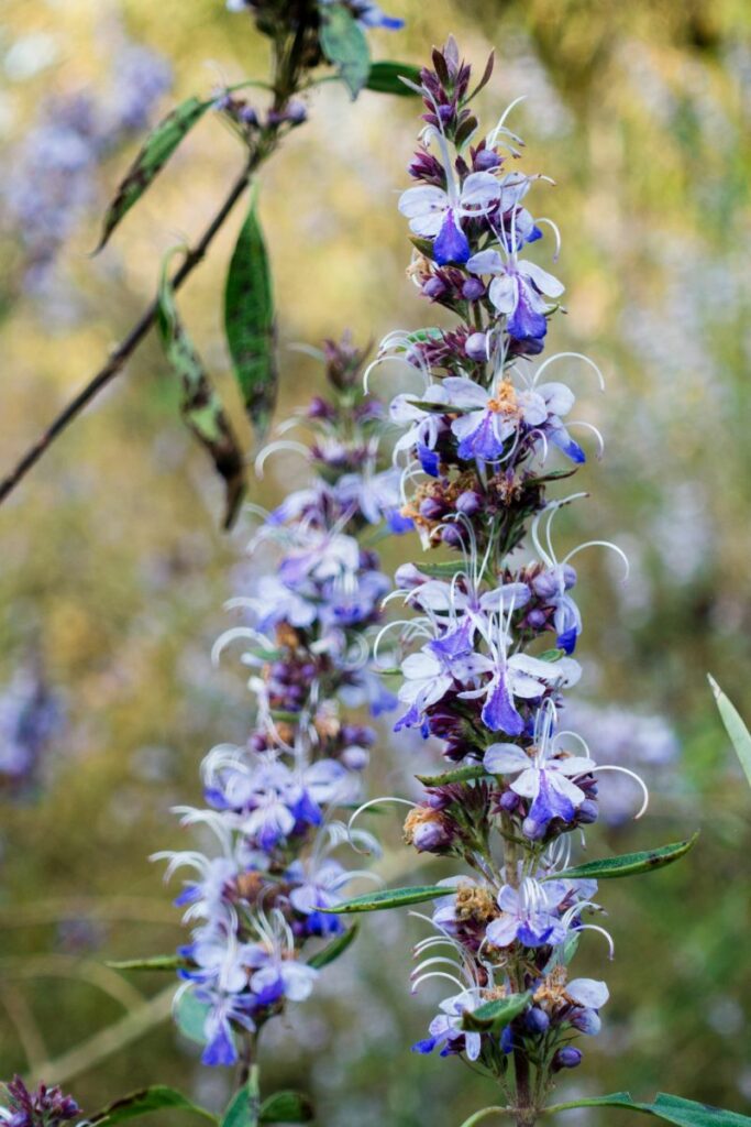 Vitex (Chasteberry)