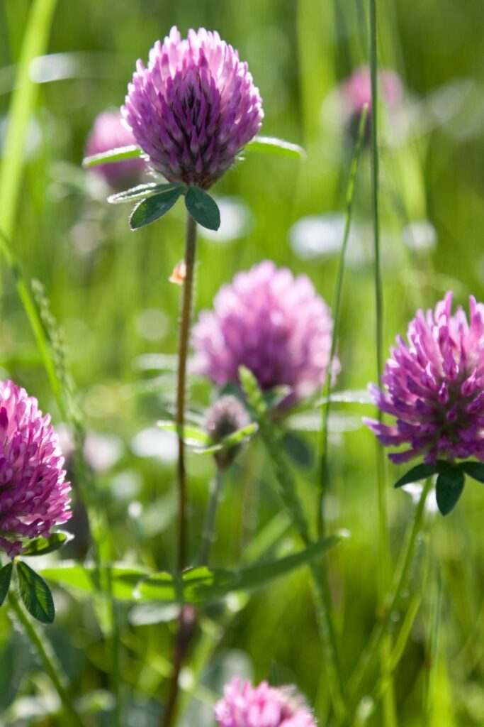 Red Clover