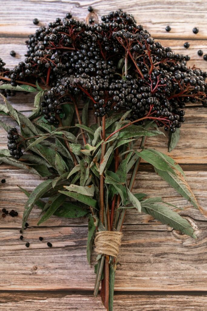 Easy Elderberry Tincture Recipe Without Alcohol