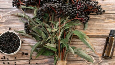 elderberry tincture recipe without alcohol