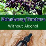 elderberry tincture