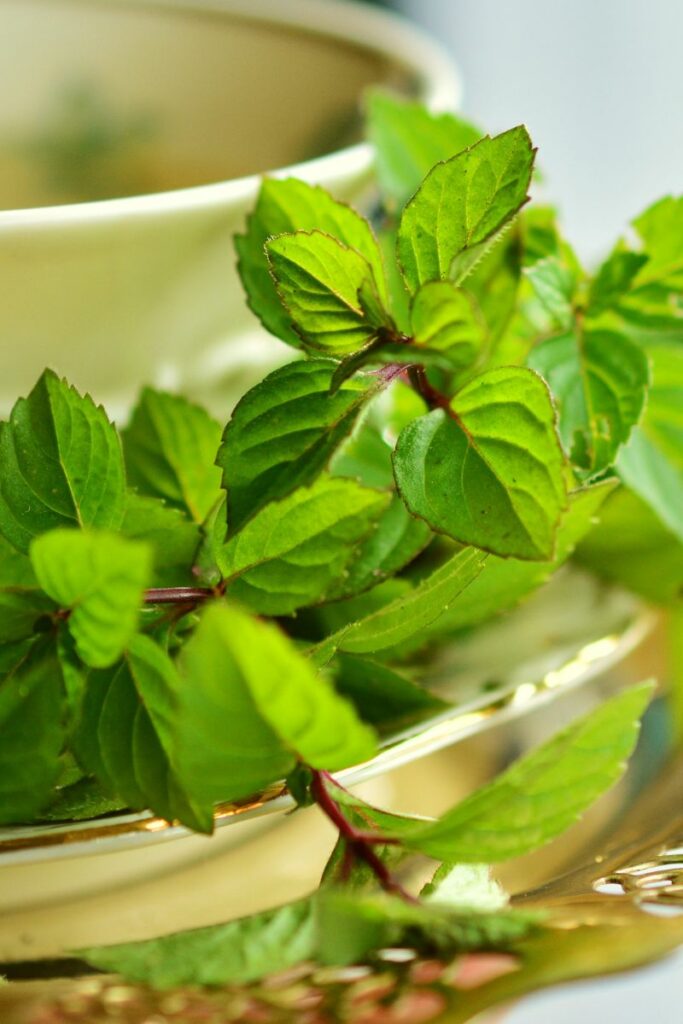 Peppermint Tea for back pain relief