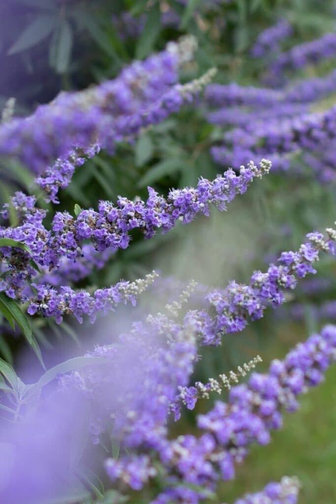 Vitex (Chaste Tree Berry) to balance estrogen