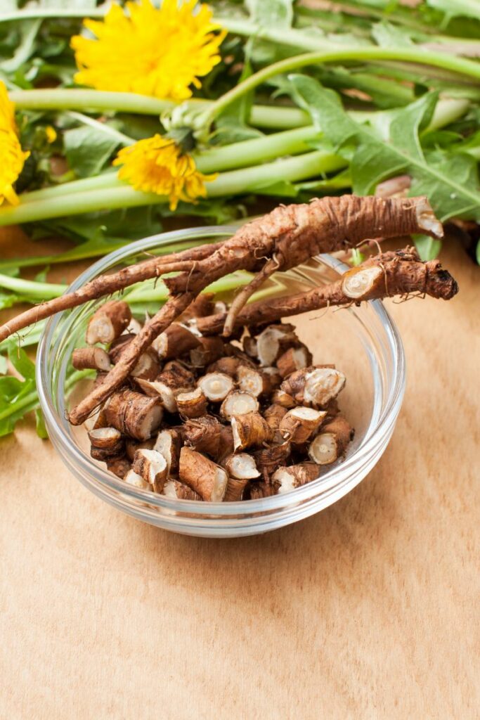 dandelion root