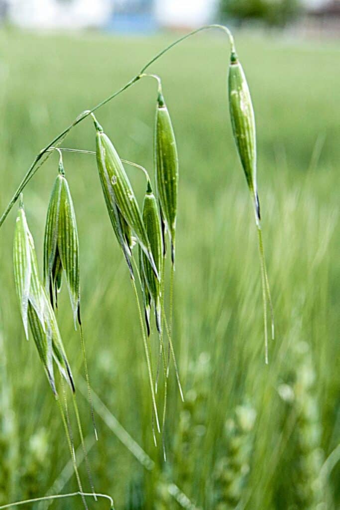 oat straw for pregnancy 