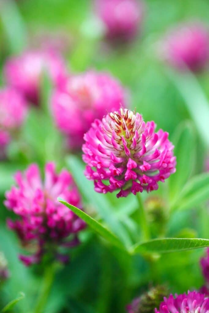 Red Clover to balance estrogen