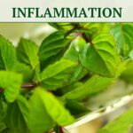 Best Herbal Tea For Back Pain (Relieve Inflammation)