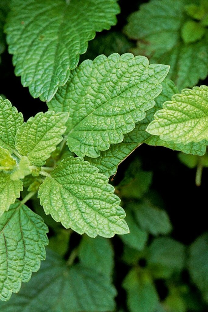 Lemon Balm (Melissa officinalis L.)