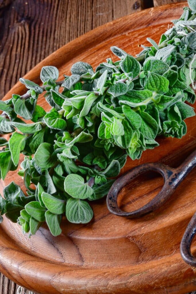 How to Use Oregano-Infused Oil Safely