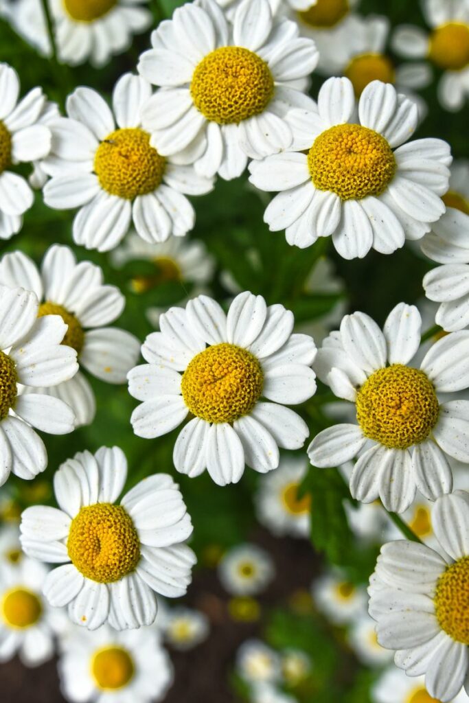 Chamomile (Matricaria chamomilla)