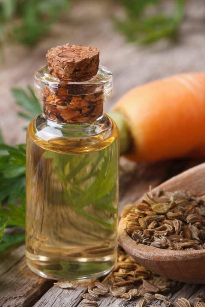 Carrot Seed Oil