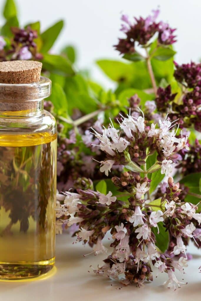 Oil of Oregano Vs Oregano Oil: What's The Difference?