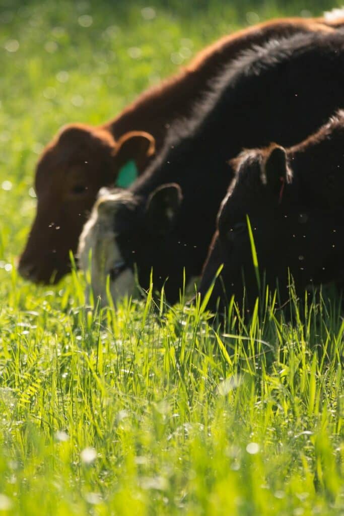 Why Grass-Fed Tallow Matters