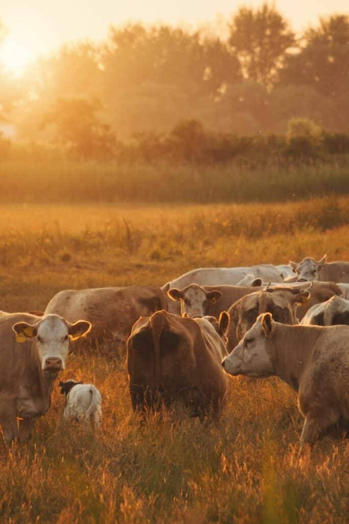 Beef Suet vs. Tallow: The Difference Between Them