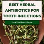 Top 5 Herbal Tooth Infection Remedies